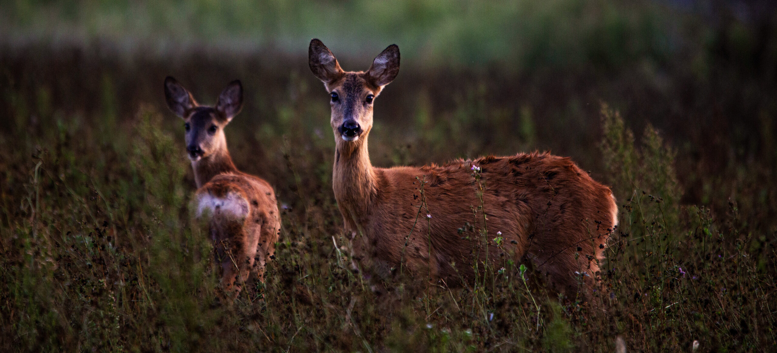 Photo by Riccardo Tamburini