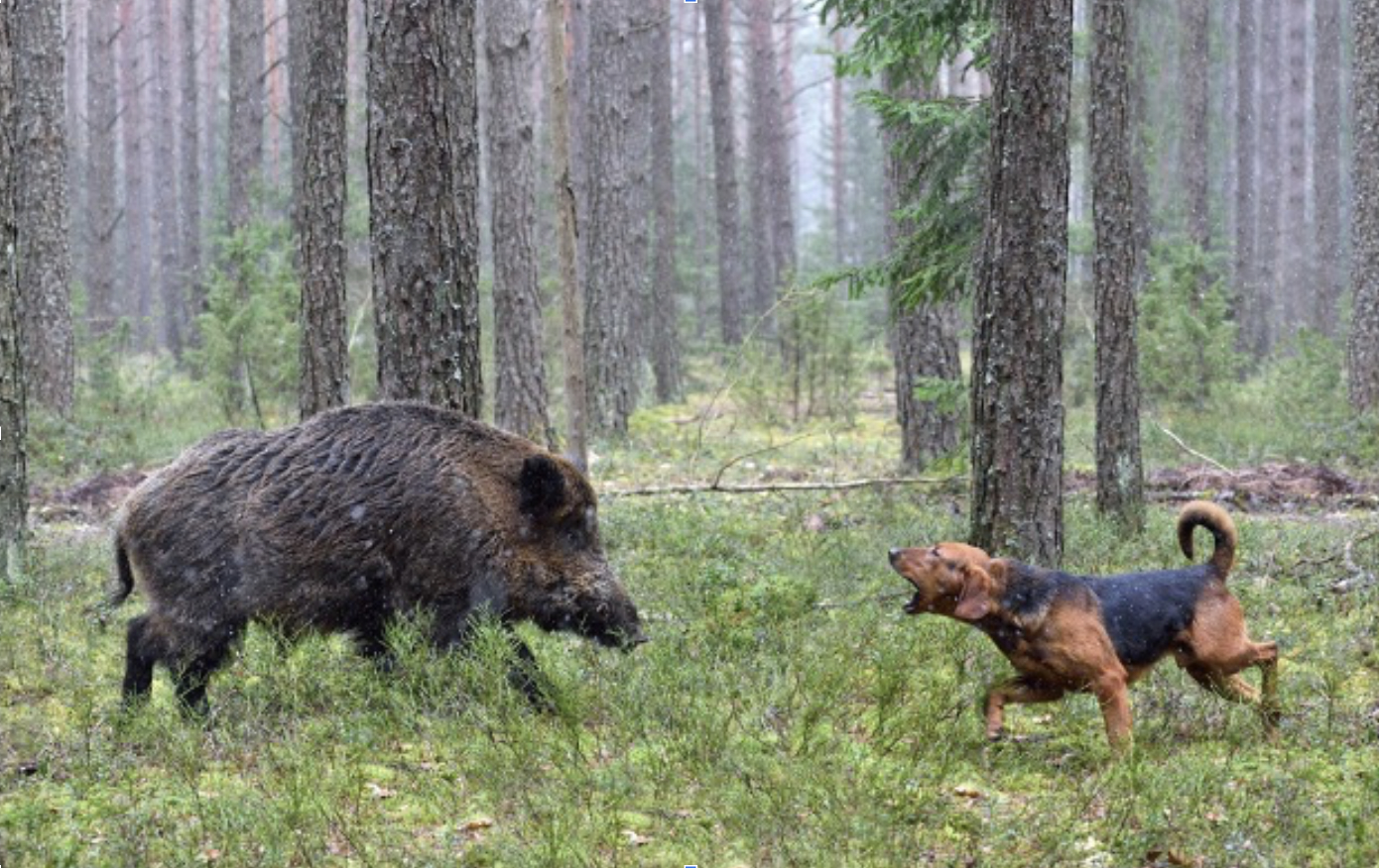 Hunting with a dog