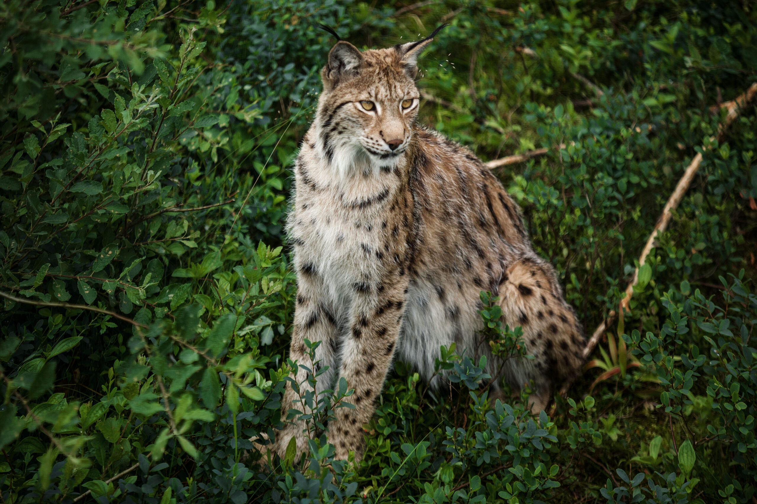 Lynx hiding