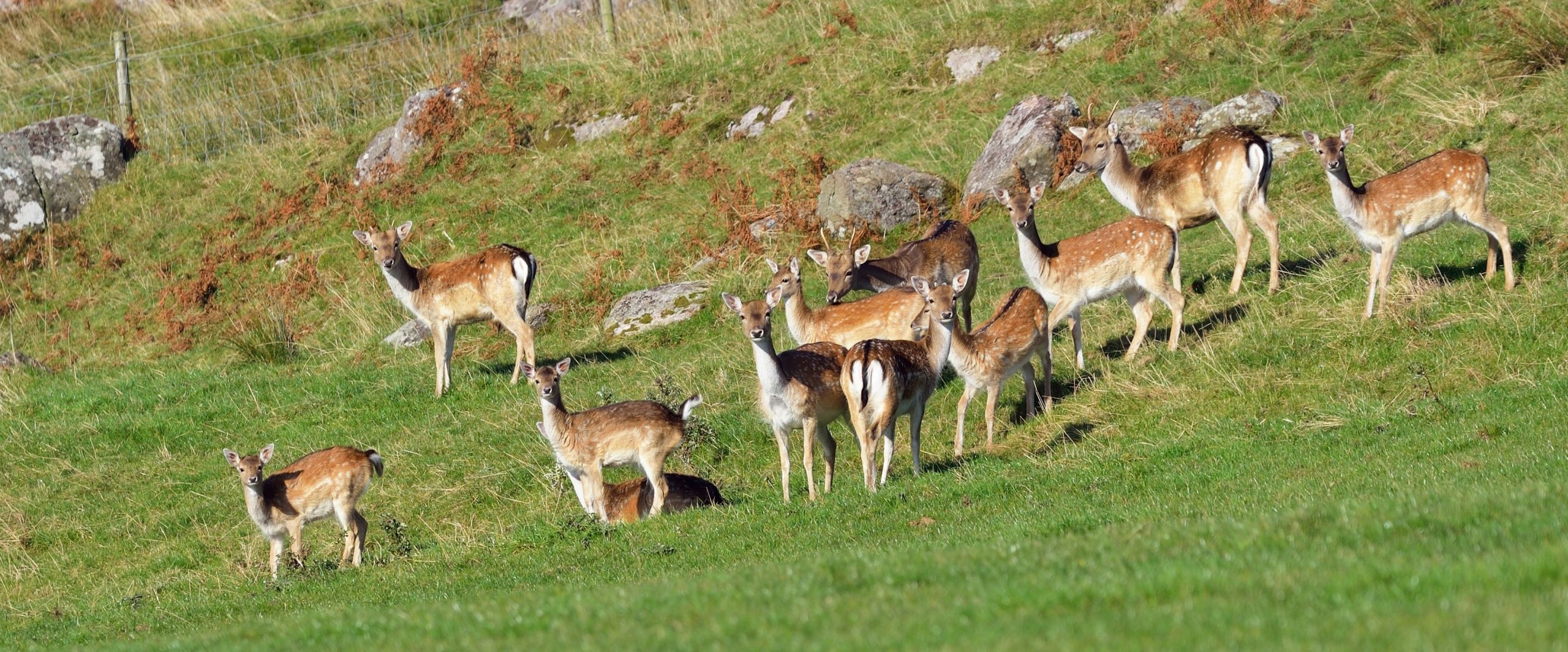 Deers on the hill